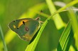 Colias crocea