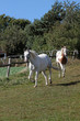 Foto: Pinto und Schimmel auf einer Weide Pinto und Schimmel auf einer Weide