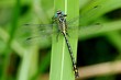 Gomphus flavipes