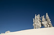 Panorama épuré de sapin enneigés en montagne en hiver
