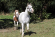 Foto: Pinto und Schimmel auf einer Weide Pinto und Schimmel auf einer Weide