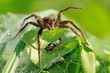 Dolomedes plantarius