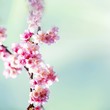Cherry blossoms