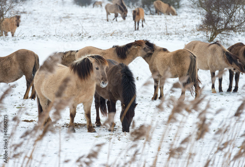 Photo: Herd of Konik horses in the snow in winter Herd of Konik horses in the snow in winter