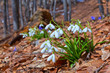 spring snowdrops