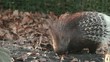 porcupine