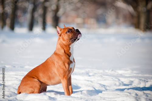 Photo: american staffordshire terrier dog portrait american staffordshire terrier dog portrait