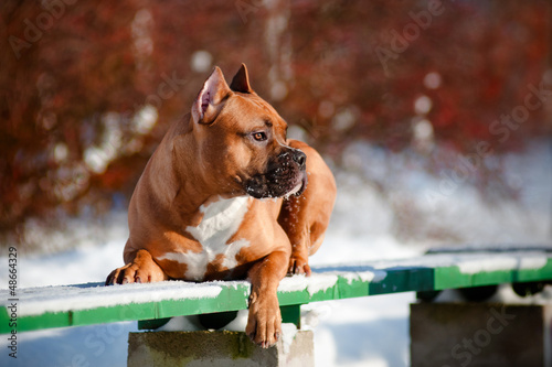 Photo: american staffordshire terrier dog portrait american staffordshire terrier dog portrait