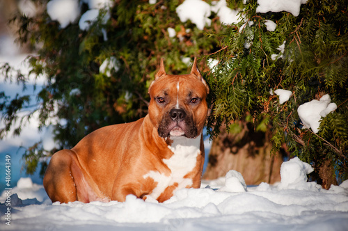Photo: american staffordshire terrier dog portrait american staffordshire terrier dog portrait