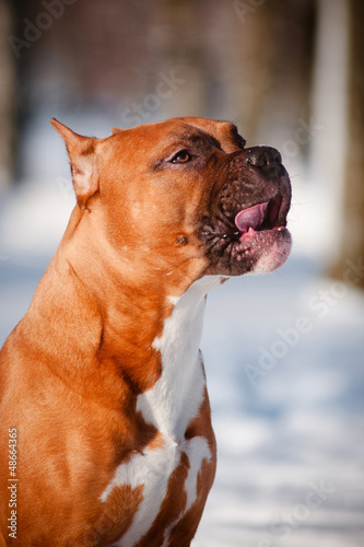 Photo: american staffordshire terrier dog licking its mouth american staffordshire terrier dog licking its mouth