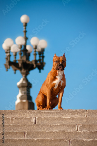 Photo: american staffordshire terrier dog portrait american staffordshire terrier dog portrait
