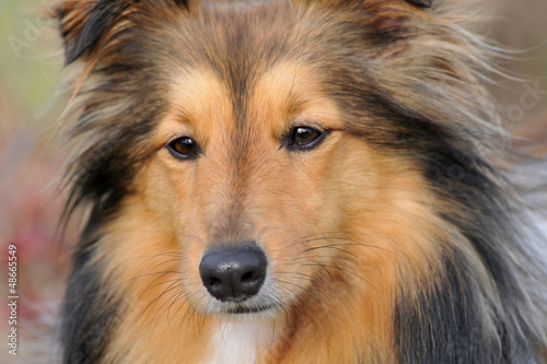 Photo: berger shetland berger shetland