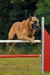 chien d'agility