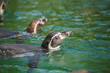 penguin manchot