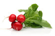 fresh radish
