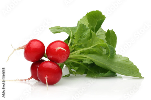 Photo: fresh radish fresh radish