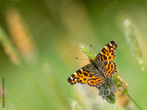 Photo: Butterfly Warming its Wings in the Sun Butterfly Warming its Wings in the Sun
