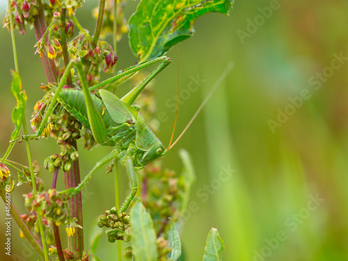 Photo: Great Green Bush-Cricket Great Green Bush-Cricket