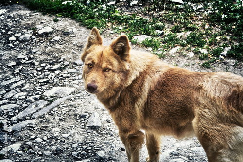 Photo: Mongrel Mongrel