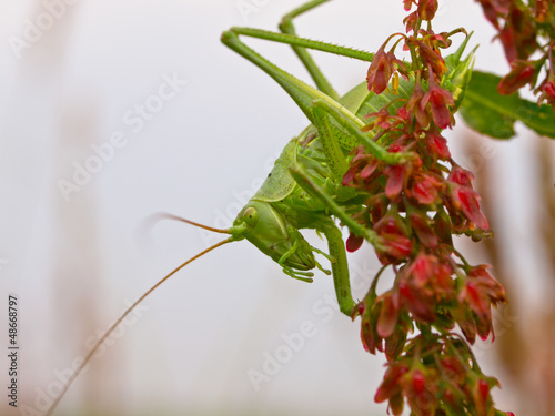 Photo: The Great Green Bush-Cricket The Great Green Bush-Cricket