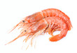 Shrimps