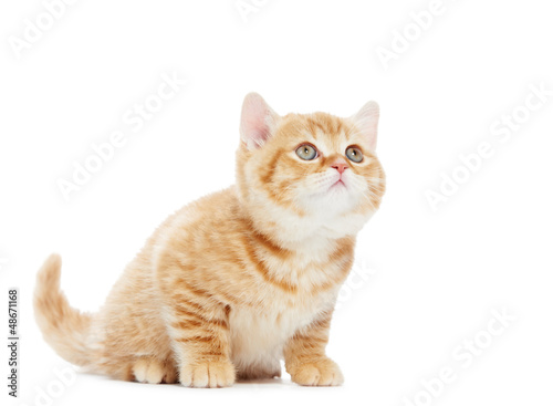 Photo: British Shorthair kitten cat isolated British Shorthair kitten cat isolated