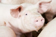 young pig in shed