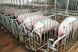 group of young pig feeding
