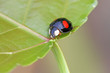 Photo: a kind of lady beetles a kind of lady beetles