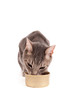 Tabby Cat Eating Canned Food Isolated on White Background