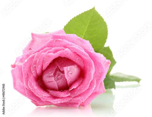 Photo: Pink rose with drops isolated on white Pink rose with drops isolated on white