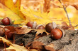 Brown Acorns On Autumn Leaves,...