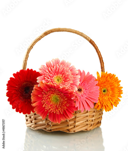 Photo: beautiful gerbera flowers in basket isolated on white beautiful gerbera flowers in basket isolated on white