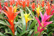 Photo: beautiful guzmania magnifica flower beautiful guzmania magnifica flower