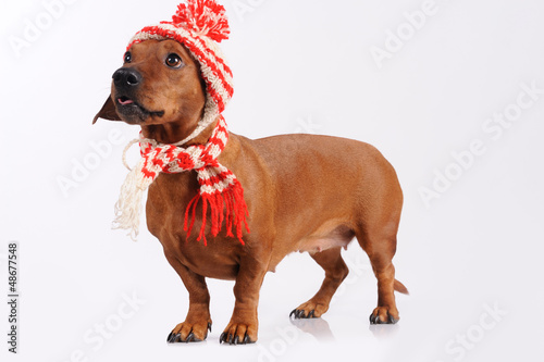 Photo: dachshund dog dressed into hat and scarf dachshund dog dressed into hat and scarf
