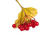 Red berries of a guelder-rose on white