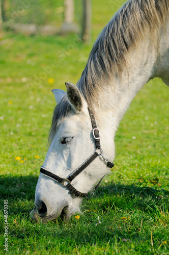 Photo: cheval de trait broutant cheval de trait broutant