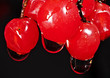 Red berries of a guelder-rose