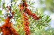buckthorn berries on a branch