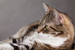 Portrait einer Katze