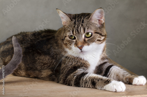 Photo: Portrait einer Katze Portrait einer Katze
