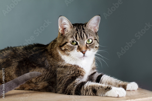 Photo: Portrait einer Katze Portrait einer Katze