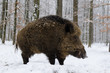 Wildschwein, Wild boar, Sus scrofa