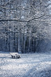 La forêt de Meudon sous la neige