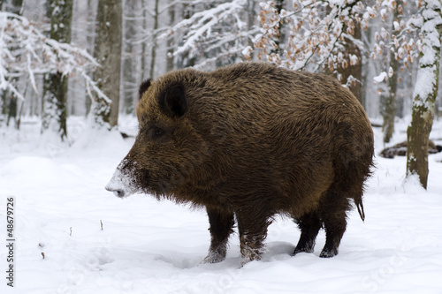Photo: Wildschwein, Wild boar, Sus scrofa Wildschwein, Wild boar, Sus scrofa