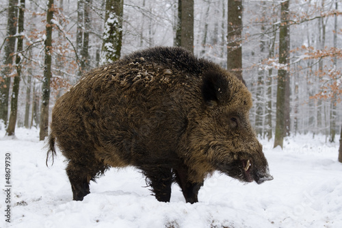 Photo: Wildschwein, Wild boar, Sus scrofa Wildschwein, Wild boar, Sus scrofa