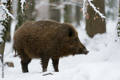 Photo: Wildschwein, Wild boar, Sus scrofa Wildschwein, Wild boar, Sus scrofa