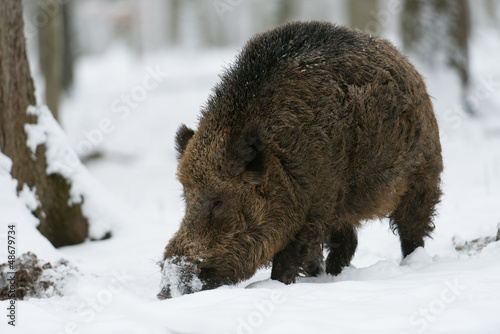 Photo: Wildschwein, Wild boar, Sus scrofa Wildschwein, Wild boar, Sus scrofa