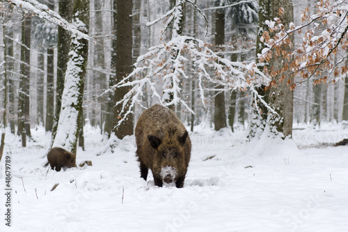 Photo: Wildschwein, Wild boar, Sus scrofa Wildschwein, Wild boar, Sus scrofa