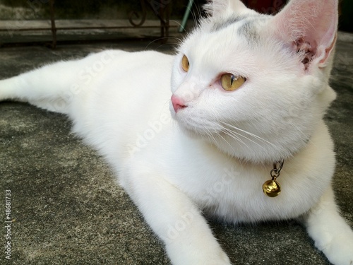 Photo: White cat kitten is looking White cat kitten is looking